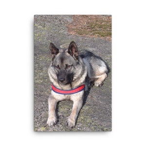 Norwegian Elkhound Canvas, Norwegian Elkhound Wall Canvas Print, Norwegian Elkhound Decor, Portrait, Wall Art, Artwork Wall Hanging