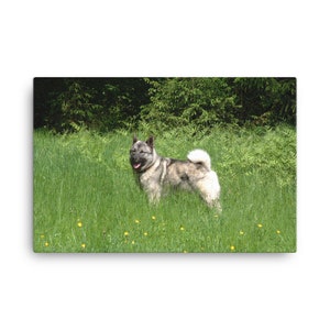 Norwegian Elkhound Canvas, Norwegian Elkhound Wall Canvas Print, Norwegian Elkhound Decor, Portrait, Wall Art, Artwork Wall Hanging
