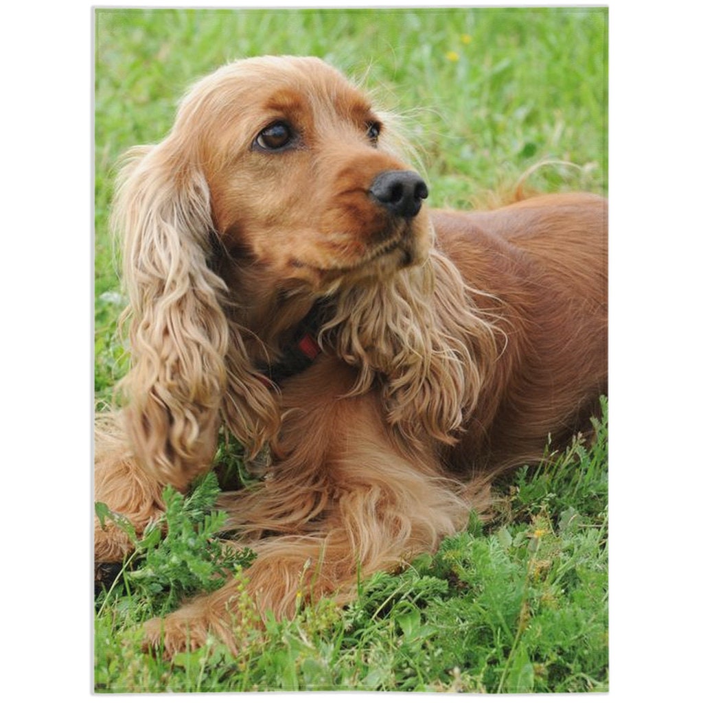 gifts for spaniel lovers