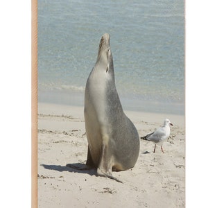 Sea Lion Notebook , Sea Lion Journal, Ruled Line Pages, Gift Idea, Gratitude Journal,  Memory Book, Leatherette Journal