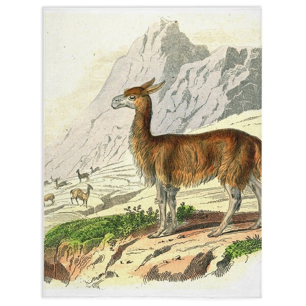 Vicuña Blanket Etsy