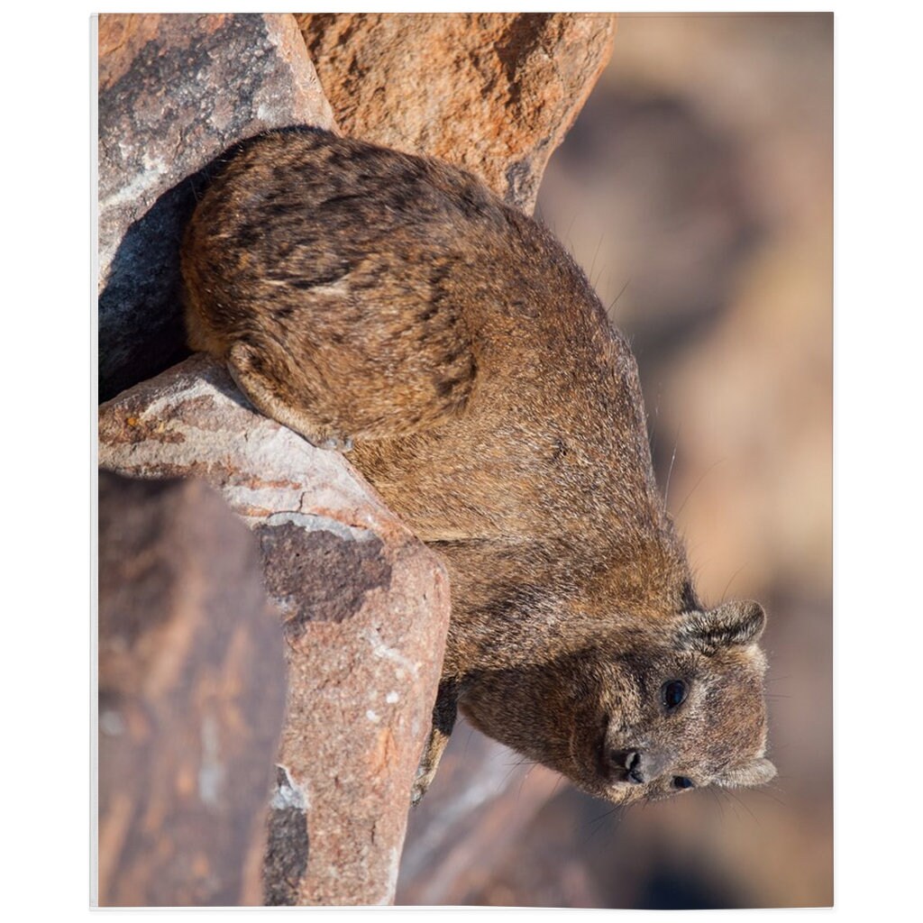 Dassie Rat Blanket Dassie Rat Lover Gift Fleece Blanket Etsy