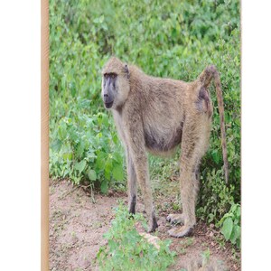 Baboon Notebook , Baboon Journal, Pages lignées, Idée cadeau, Gratitude Journal, Memory Book, Leatherette Journal