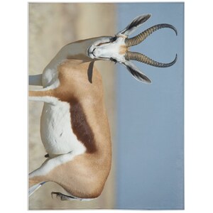 Springbok Blanket, Springbok Lover Gift, Fleece Blanket, Gifts, Personalized Blanket