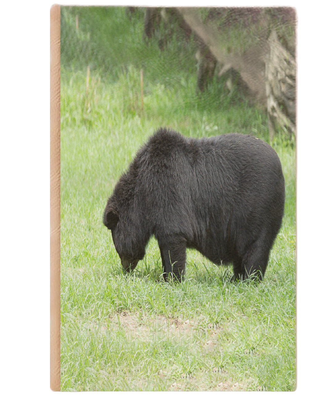 Bear Notebook Bear Journal ruled Line Pages Gift Idea Etsy