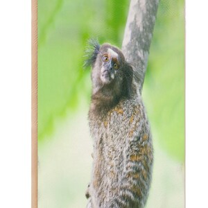 Marmoset Callithrix Jacchus Notebook, Marmoset Journal, Pages de lignes lignées, Idée cadeau, Gratitude Journal, Memory Book, Leatherette Journal