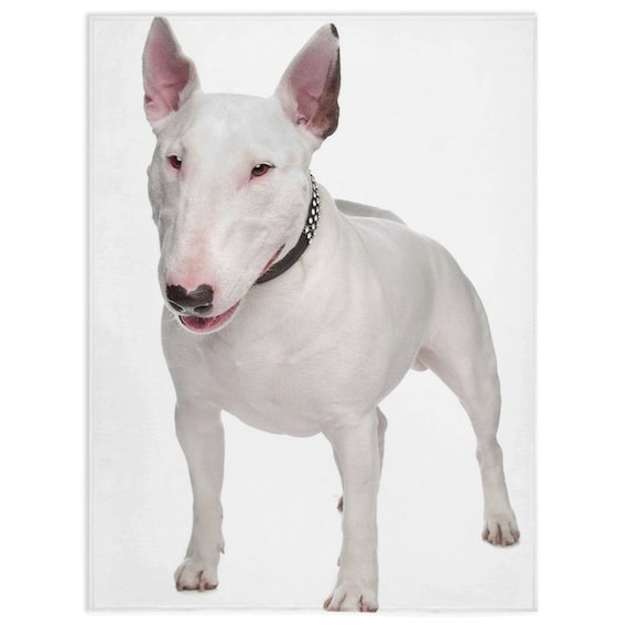 Bull hotsell terrier lovers
