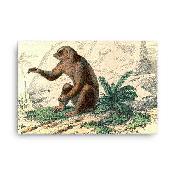 Bengal Slow Loris, Vintage Engraving. Canvas, Bengal Slow Loris, Vintage Engraving. Wall Canvas Print, Bengal Slow Loris