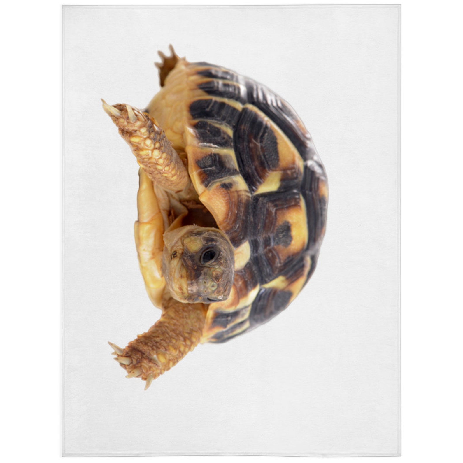 Young Tortoise Blanket Young Tortoise Lover Gift Fleece Etsy