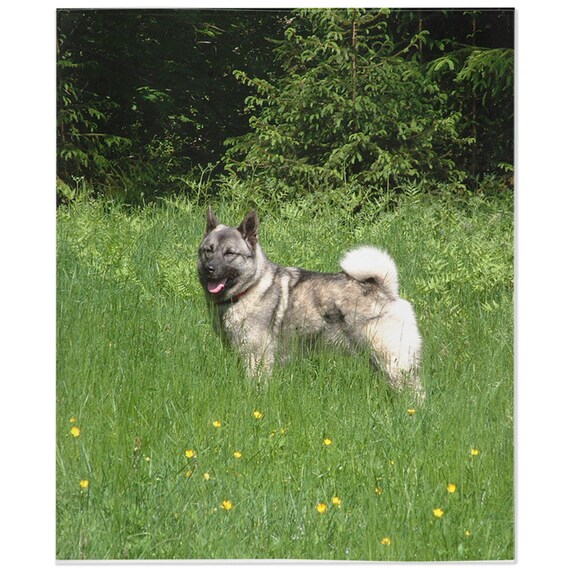 Norwegian elkhound sale gifts