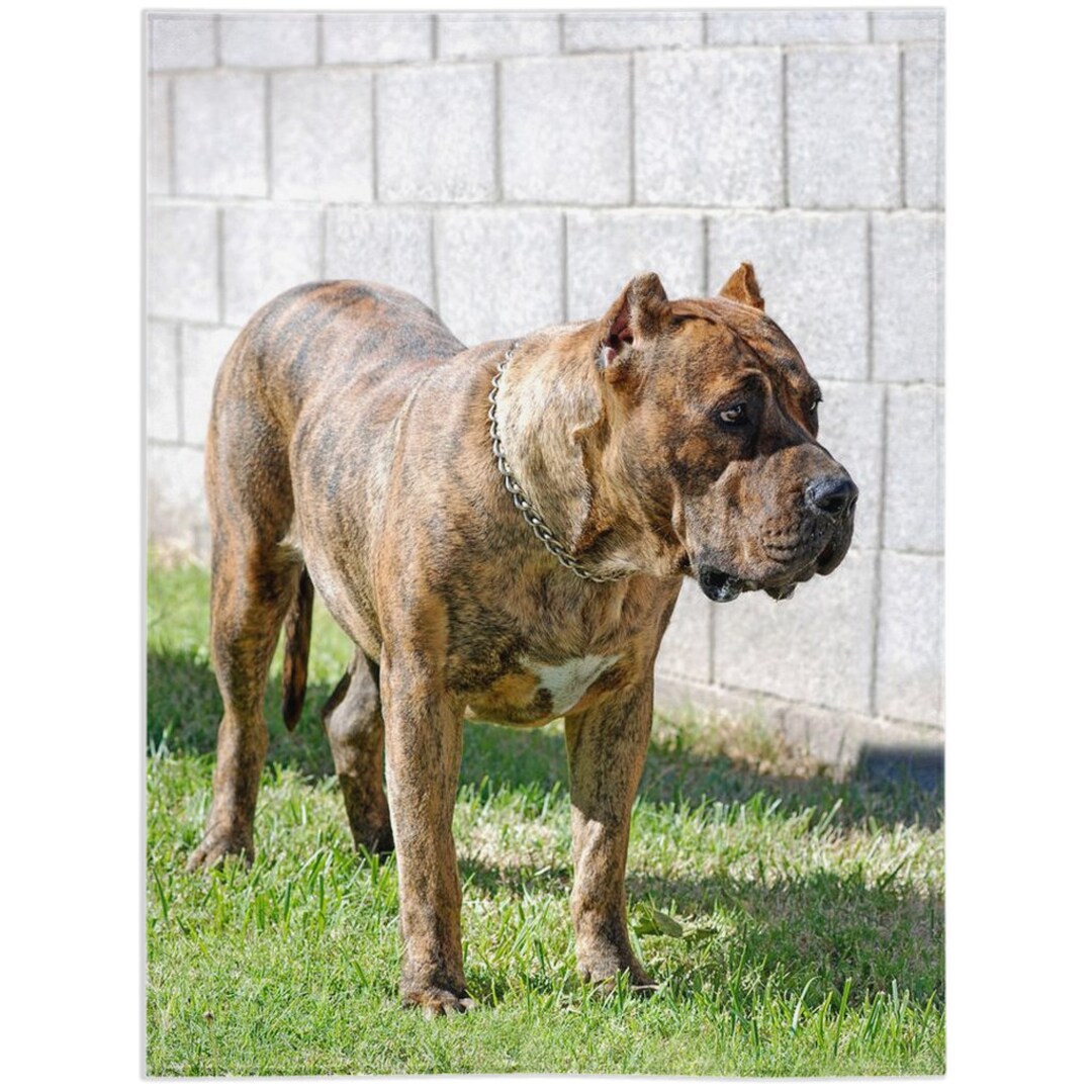 Cane Corso Mollosso Presa Mayo Dog Cane Corso Presa Mayo Dog Price