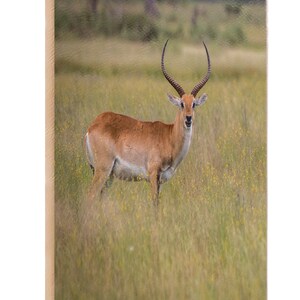 Carnet de notes Lechwe, Journal Lechwe, Pages lignées, idée cadeau, Journal de gratitude, livre de mémoire, Journal en similicuir