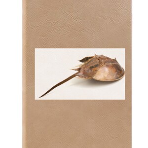 Puede incluir: Un cangrejo herradura marrón con una cola larga sobre un fondo blanco.