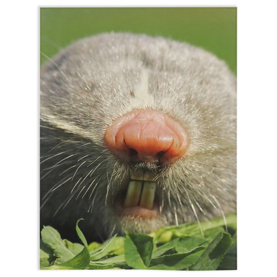 Lesser Mole Rat Blanket Lesser Mole Rat Lover Gift Fleece Etsy