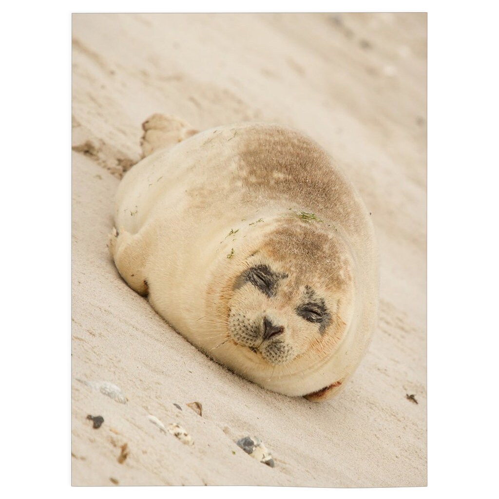 Common Seal Blanket Common Seal Lover Gift Fleece Blanket Etsy