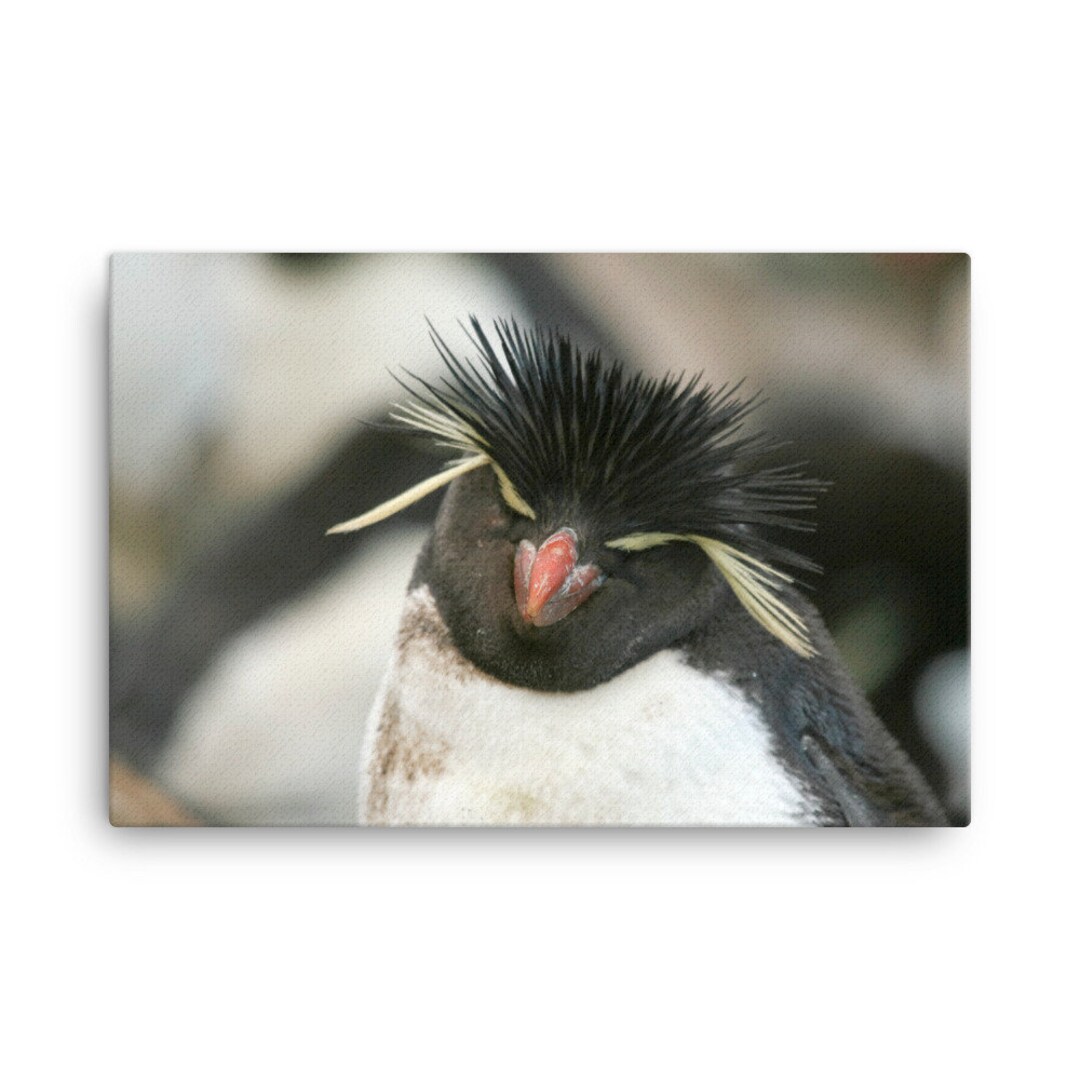 Rockhopper Penguin Canvas, Rockhopper Penguin Wall Canvas Print ...