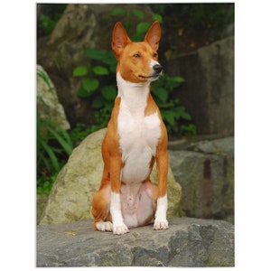 May include: A brown and white Basenji dog sitting on a rock with a green leafy background.