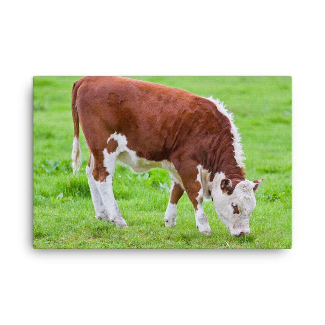 Cow Canvas Wall Art Cow Wall Canvas Print Cow Decor Etsy