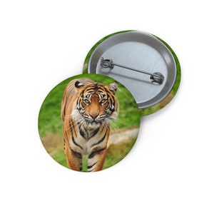 May include: A close-up of a tiger walking towards the camera. The tiger has orange and black stripes and is in a grassy field.