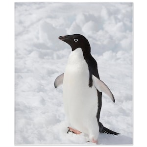 Adelie Penguin Blanket, Adelie Penguin Lover Gift, Fleece Blanket, Gifts, Personalized Blanket