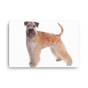 Wheaten Terrier Canvas, Wheaten Terrier Wall Canvas Print, Wheaten Terrier Decor, Portrait, Wall Art, Artwork Wall Hanging