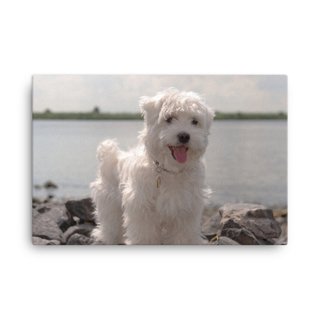 Maltese Canvas, Maltese Wall Canvas Print, Maltese Decor, Portrait