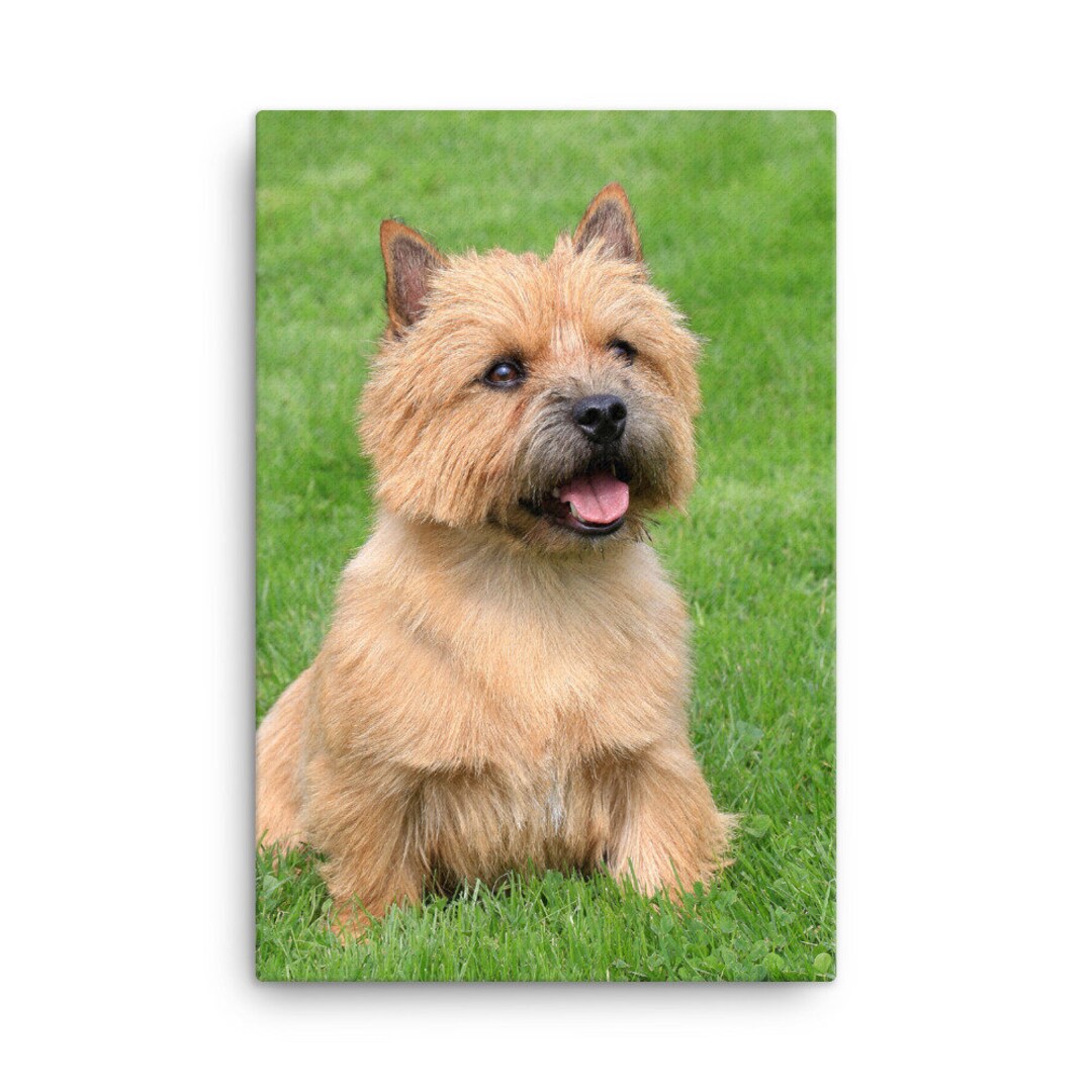 Norwich Terrier Canvas, Norwich Terrier Wall Canvas Print, Norwich
