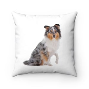 Puede incluir: Un Shetland Sheepdog azul merle sentado sobre un fondo blanco. El perro tiene ojos marrones y un pecho blanco.