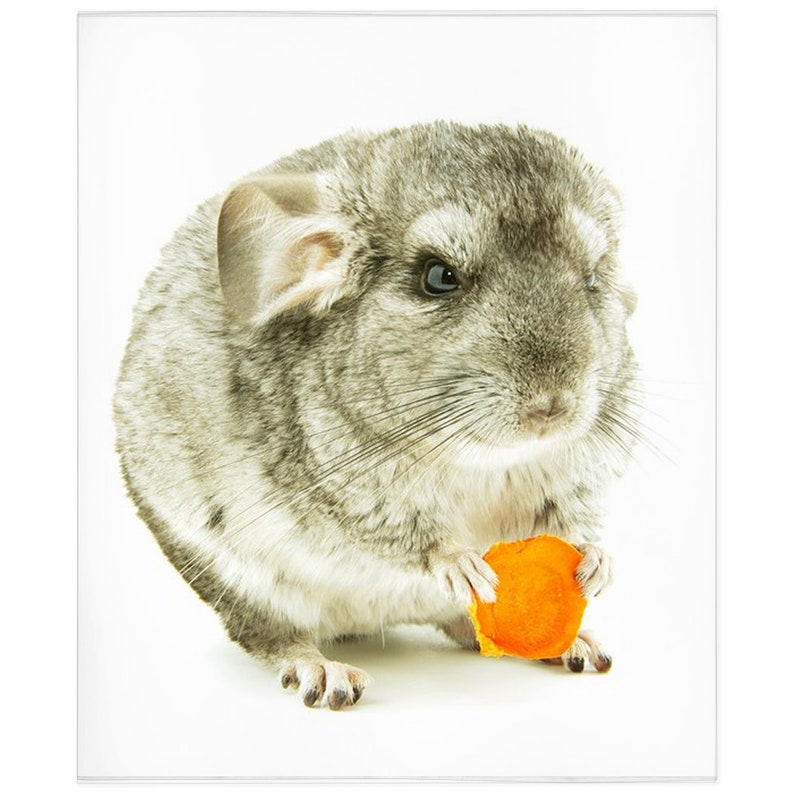Chinchilla Blanket Chinchilla Lover Gift Fleece Blanket Etsy