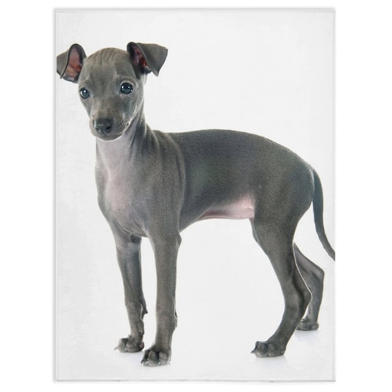 Italian greyhound gifts 2025