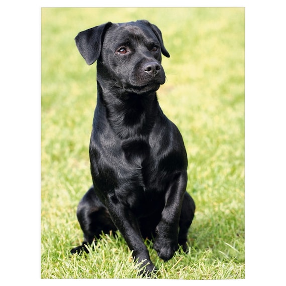 Best toys top for patterdale terriers