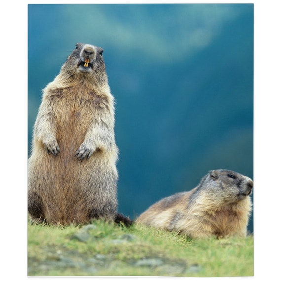 Two Marmots Blanket, Two Marmots Lover Gift, Fleece Blanket, Gifts