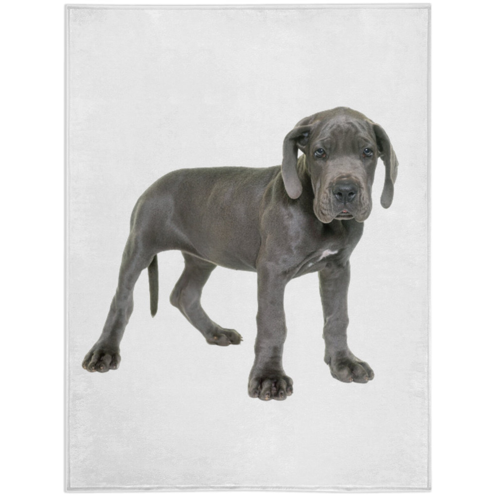Great Dane 5 Blanket Great Dane 5 Lover Gift Fleece Blanket Etsy