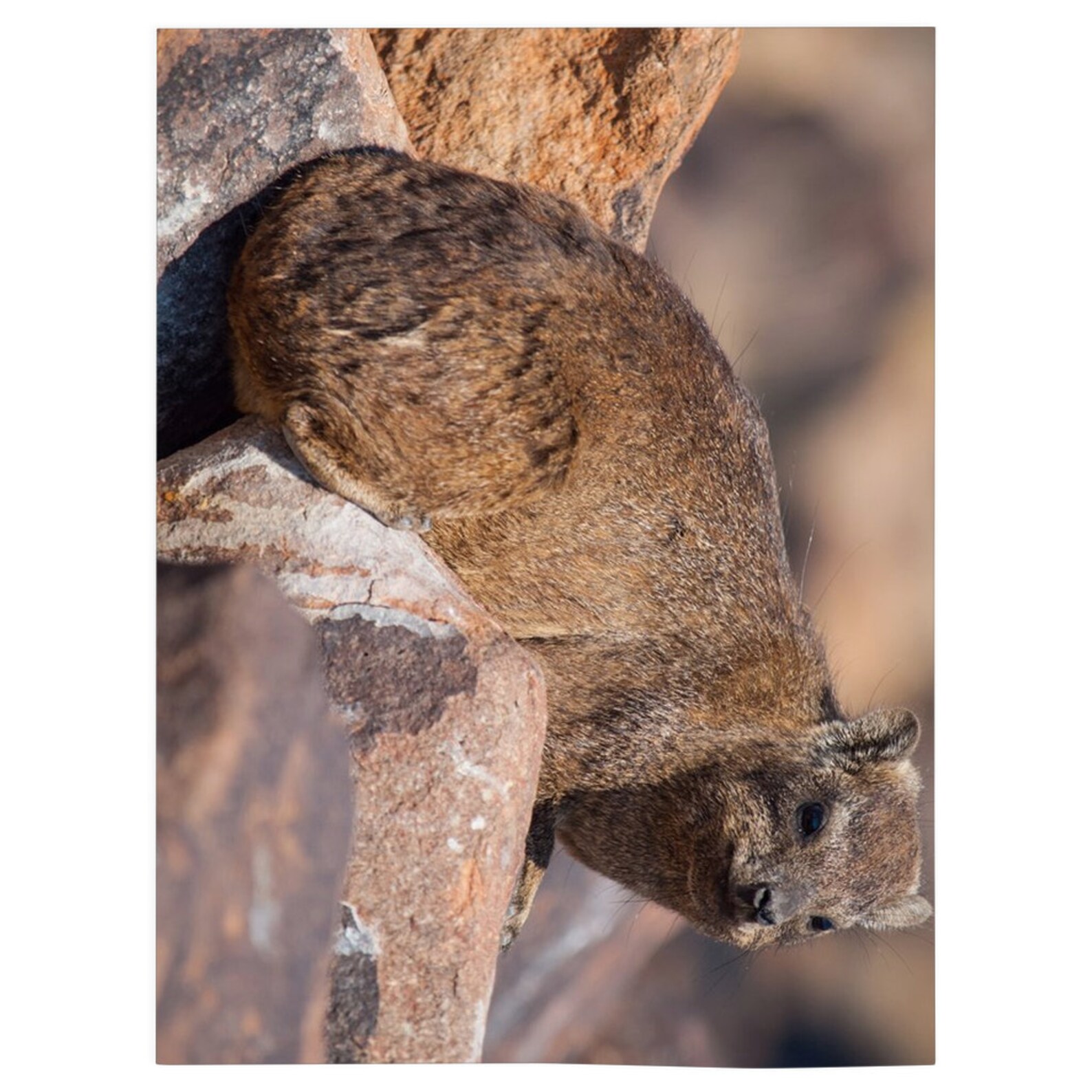 Dassie Rat Blanket Dassie Rat Lover Gift Fleece Blanket Etsy UK