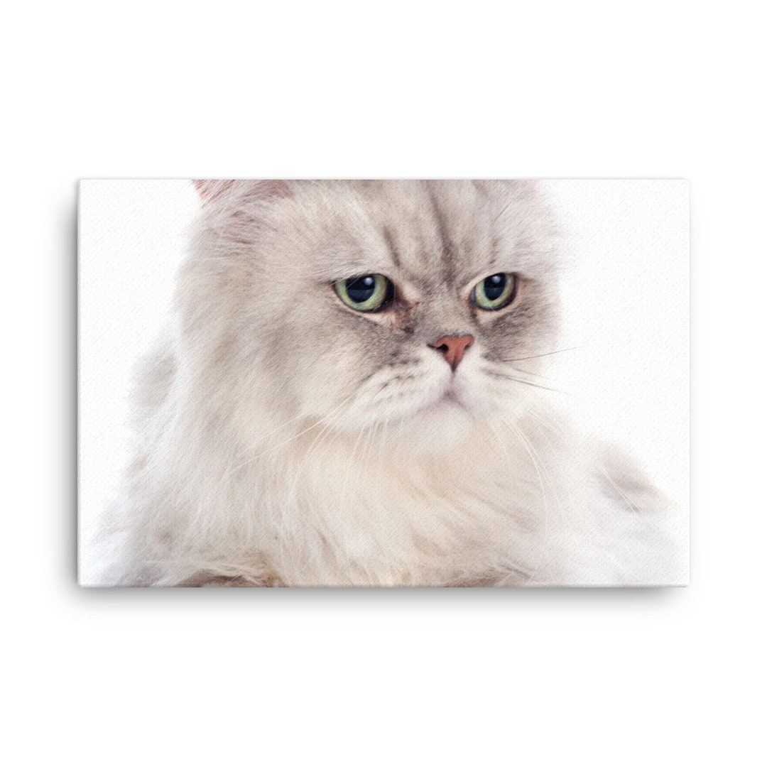 Persian Cat Canvas, Persian Cat Wall Canvas Print, Persian Cat Decor