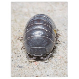 May include: A close-up of a gray, segmented, pill bug with many legs. The bug is on a light gray, textured surface.