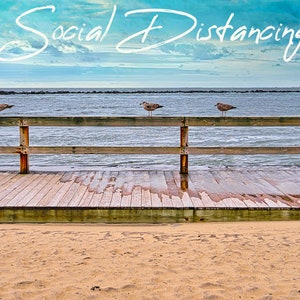 Seagulls Socially Distancing