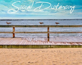 Seagulls Socially Distancing