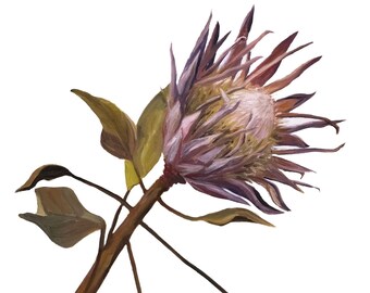 King Protea #2 5x7 Card