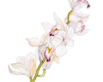 White Orchid #2 5x7 Card