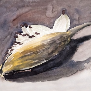 Milkweed Pod 5x7 Card