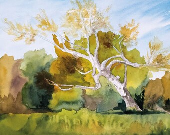 Leaning Birch Tree, Fall 5x7 card