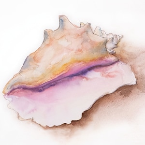 May include: Watercolor painting of a large seashell with a pink, purple, and orange interior. The shell is resting on a brown surface.