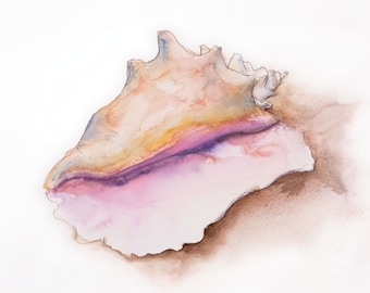 Conch Shell #2 5x7 Card