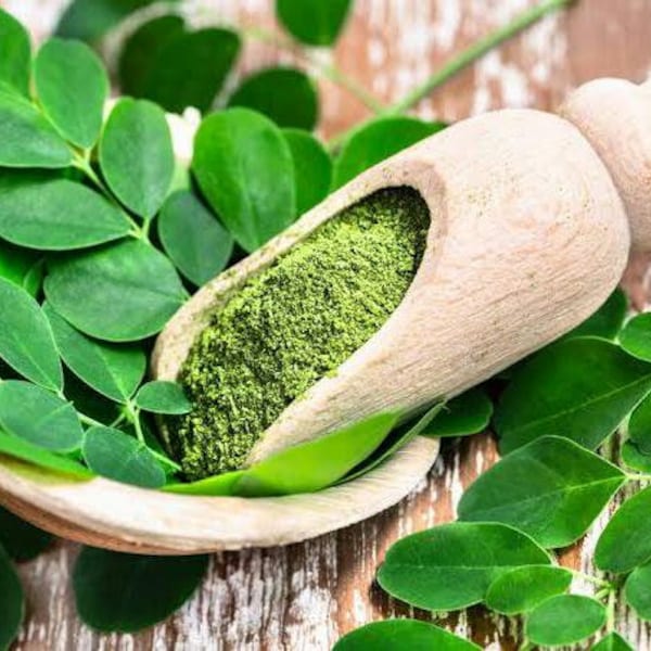 Moringa | Trommelstock | Meerrettich | Moringa Oleifera | Moringa Getrocknete Blätter | Wunderbaum | Moringa Blätter Pulver