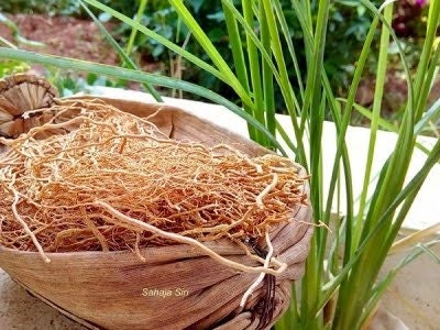 Vetiver Root – Khamare – Gongoli (50 g) – 10 Stems of Vetiver for