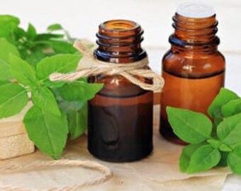 Basil Essential Oil | Ocimum tenuiflorum | Tulsi Oil | Sweet Basil Oil | Basilic Commun oil | Basil Leaf oil | Ocimum Basilicum oil