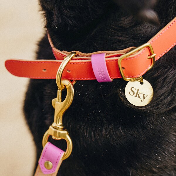 Fun Dog Collar Etsy