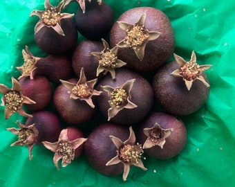 Small dried pomegranates
