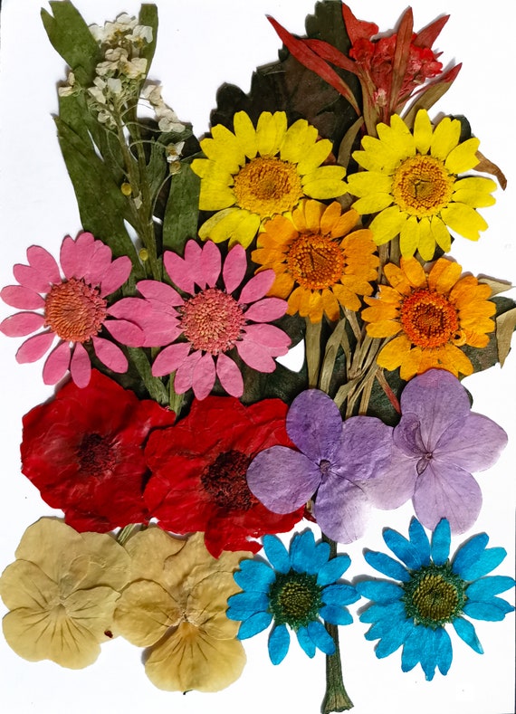 20Pcs Natural Pressed Flower Mixed for DIY Phone Case Decoration Nail Art